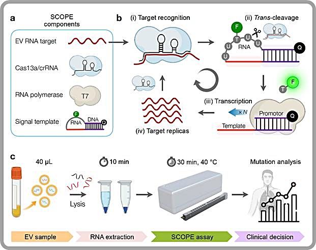 [대전=뉴시스] 세포 외 소포체 내 돌연변이 유전자를 신속·정확히 검출할 수 있는 CRISPR 기반의 'SCOPE' 기술 모식도. 생명공학연구원이 성균관대, 미국 연구진과 공동 개발했다.(사진=생명연구원 제공) *재판매 및 DB 금지