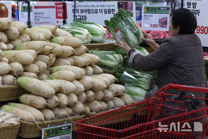 [서울=뉴시스] 김명년 기자 = 지난달 김장 재료인 배추·무 가격이 전년 동월 대비 50% 이상 비싼 것으로 나타났다. 5일 통계청의 10월 소비자물가 조사 결과에 따르면 전년 동월 대비 가격이 오른 농축산물은 배추(51.5%), 무(52.1%), 상추(49.3%), 호박(44.7%), 토마토(21.3%) 돼지고기(4.7%) 등이다. 채소류는 1년 전보다 15.6% 올라 2022년 10월(22.1%) 이후 상승률이 가장 높았다. 이날 오전 서울시내 한 대형마트에서 방문객이 배추를 살펴보고 있다. 2024.11.05. kmn@newsis.com