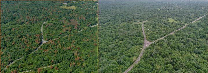 [제주=뉴시스] 제주시 구좌읍 행원리 일대 소나무재선충병 초기 피해 모습과 방제 작업후의 회복 모습. (사진=산림청 제공) 2024.11.06. photo@newsis.com *재판매 및 DB 금지