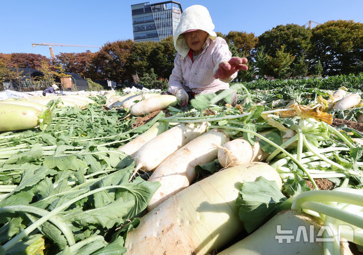 [인천=뉴시스] 전진환 기자 = 입동을 하루 앞둔 6일 오후 인천 남동구의 한 무농장에서 농부들이 무를 수확하고 있다.  2024.11.06. amin2@newsis.com