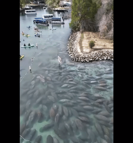 [서울=뉴시스]강에 회색 덩어리들이 둥둥 떠 있는듯한 모습이 화제다.(사진=인스타그램) *재판매 및 DB 금지