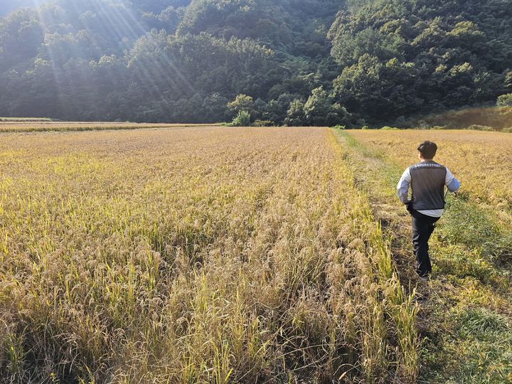 [산청=뉴시스] 산청군청 산청군 벼 수확전 시료채취 *재판매 및 DB 금지 *재판매 및 DB 금지