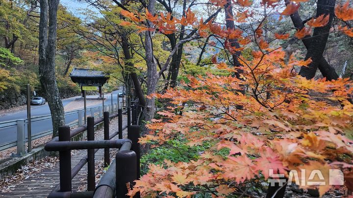 [산청=뉴시스] 서희원 기자 = 9일 오후 경남 산청군 삼장면 대원사(경남 전통사찰 제81호) 입구 산책로에 오색 찬란한 단풍 물들어 있다. 2024. 11. 09. shw1881@newsis.com