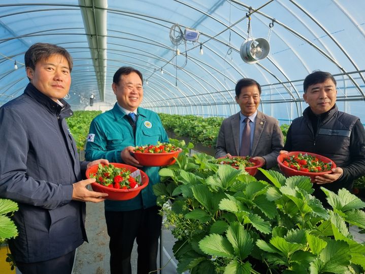 고령 딸기 첫 출하 (사진=고령군 제공) *재판매 및 DB 금지