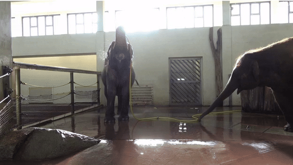 [서울=뉴시스] 11일 영국 데일리메일 등 외신 보도에 따르면 독일 훔볼트대 마이클 브레히트 교수팀은 지난 9일(현지시각) 국제학술지 커런트 바이올로지에서 베를린 동물원에 살고 있는 아시아 코끼리들이 고무호스를 이용해 샤워하고, 장난으로 호스를 꼬아 물의 흐름을 막는 모습을 발견했다고 밝혔다. (사진= 데일리메일 보도화면 캡처)