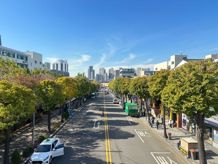 [인천=뉴시스] 인천 미추홀구 인하로 은행나무 가로수길. (사진=미추홀구 제공) 2024.11.11. photo@newsis.com *재판매 및 DB 금지