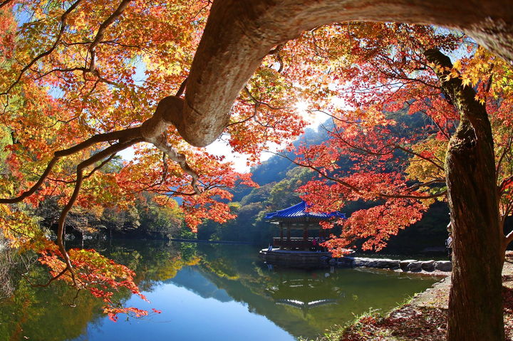 [정읍=뉴시스] 단풍 절정기를 맞이하는 내장산 우화정 풍경. *재판매 및 DB 금지