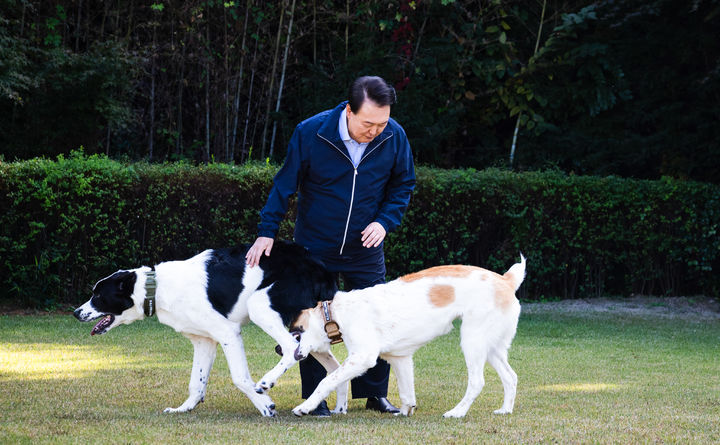 [서울=뉴시스] 최진석 기자 = 윤석열 대통령이 10일 서울 용산 대통령 관저에서 중앙아시아 순방 때 선물로 받은 투르크메니스탄 국견 알라바이 해피(왼쪽)와 조이를 산책시키고 있다. (사진=대통령실 제공) 2024.11.11. photo@newsis.com *재판매 및 DB 금지