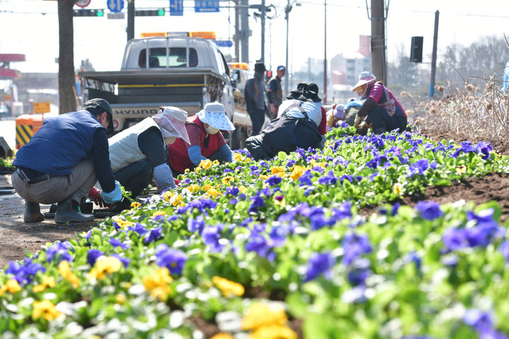 [속초=뉴시스] 지난 봄 속초시 일원에 꽃을 식재하고 있는 모습. (사진=뉴시스 DB). photo@newsis.com *재판매 및 DB 금지