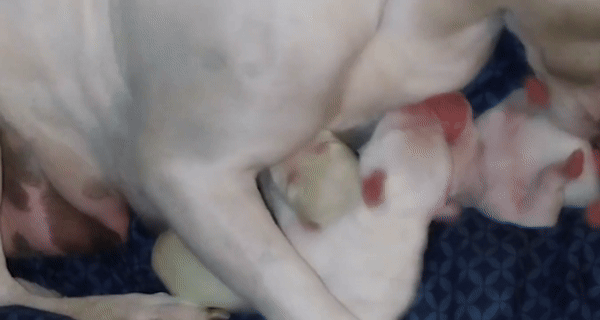 [서울=뉴시스] 미국에서 초록색 털을 가진 강아지가 태어나 화제가 되고 있다. (사진=뉴욕포스트) *재판매 및 DB 금지