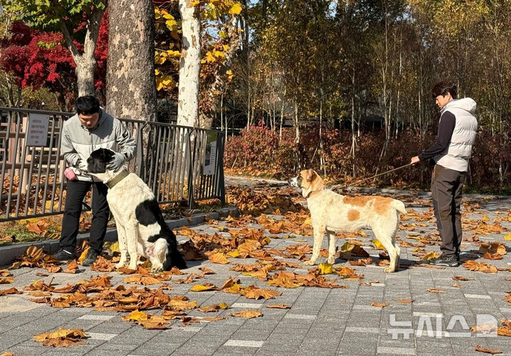 [서울=뉴시스] 조수정 기자 = 윤석열 대통령이 투르크메니스탄 국빈방문 때 선물받은 국견 알라바이 해피와 조이가 성장함에 따라 지난 11일 거처를 대통령 관저에서 과천 서울대공원으로 이동해 적응중이라고 13일 서울대공원측은 전했다. 서울대공원 놀이터에서 해피(왼쪽), 조이(오른쪽)가 산책하고 있다. (사진=서울대공원 제공) 2024.11.13. photo@newsis.com