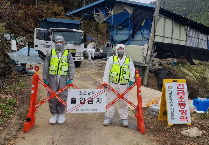 럼피스킨병이 발생한 군위군 의흥면 한우농장에 출입이 통제되고 있다. (사진=군위군 제공) *재판매 및 DB 금지