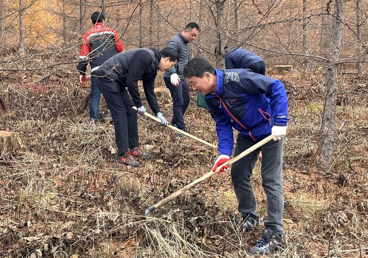 [정선=뉴시스] 가리왕산 숲가꾸기. (사진=강원랜드 제공) 2024.11.14. photo@newsis.com  *재판매 및 DB 금지