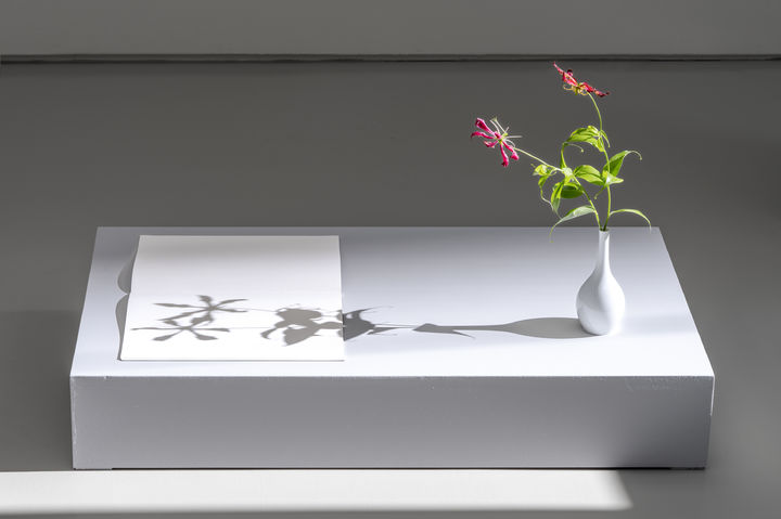 Juergen Staack, Light Sketch 글로리오사 수퍼바-Gloriosa Superba, 2024 *재판매 및 DB 금지