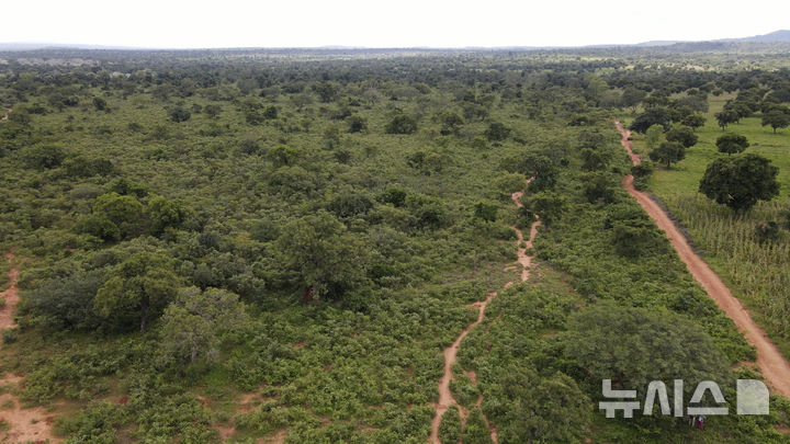 [AP/뉴시스] 말리의 잠블라라 삼림 모습