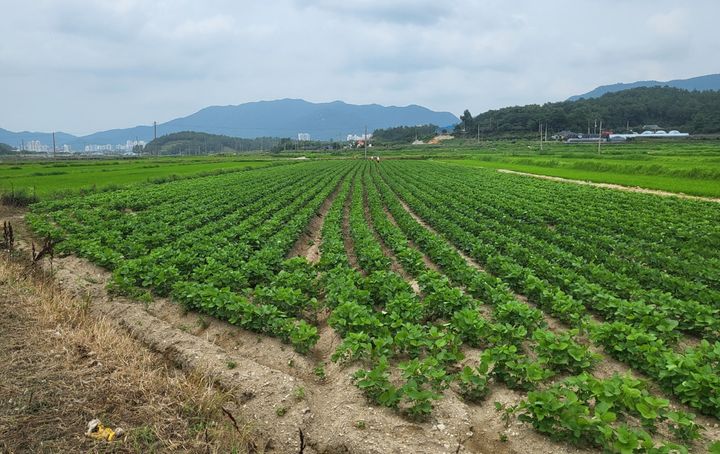 전략작물 재배 현장. (사진=전남도 제공) *재판매 및 DB 금지