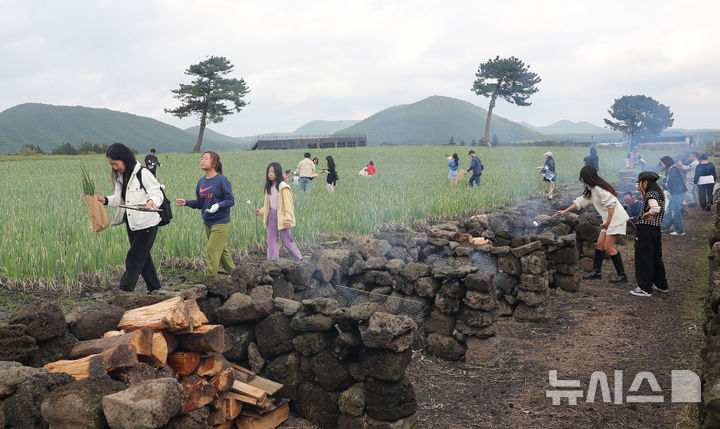 [서귀포=뉴시스] 우장호 기자 = 16일 오후 제주 서귀포시 표선면 보롬왓(바람이 부는 밭)에서 열린 '파릇파릇 대파축제'에서 방문객들이 직접 뽑은 대파를 장작불에 구워먹으며 늦가을 정취를 만끽하고 있다. 2024.11.16. woo1223@newsis.com