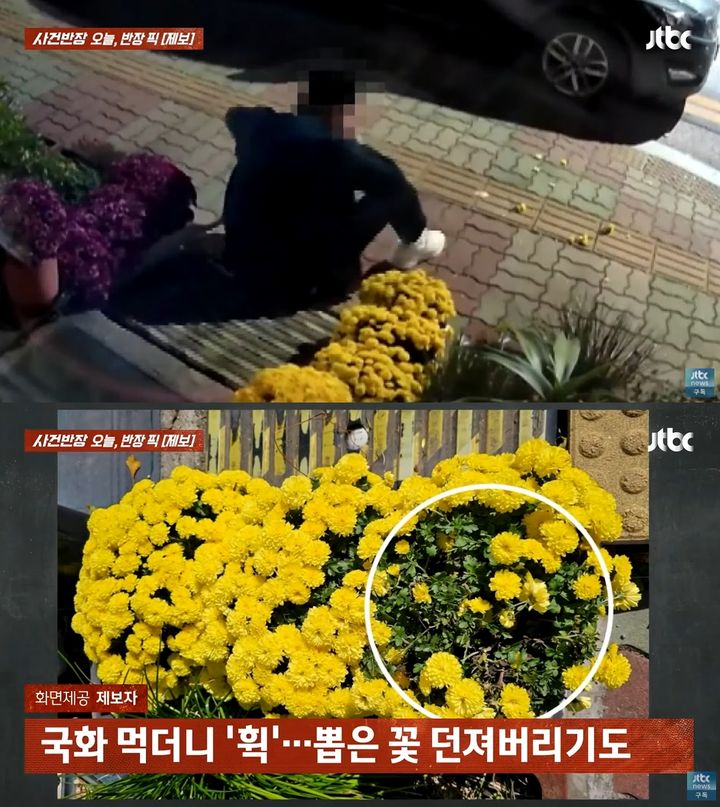 [서울=뉴시스] 술에 취해 남의 집 앞 화분에 심어진 국화꽃을 뜯어 먹는 남성의 모습이 CCTV에 포착됐다. (사진=JTBC '사건반장') *재판매 및 DB 금지