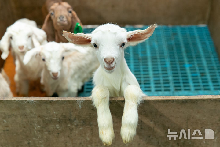 [세종=뉴시스]농촌진흥청은 염소가 태어날 때 몸무게(생시체중)를 예측할 수 있는 유전자 표지 10개를 찾아냈다. 사진은 아기 염소의 모습.(사진=농진청 제공)