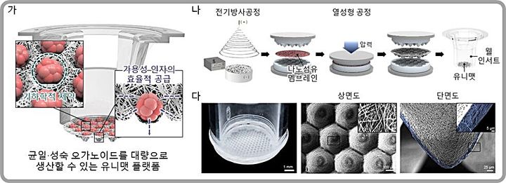 [대전=뉴시스] 균일함과 동시에 성숙한 오가노이드를 대량으로 생산할 수 있는 유니맷 플랫폼의 모식도(가)와 유니맷 제작 과정(나),  제작된 유니맷 플랫폼.(사진=포항공과대학교 김동성 교수 제공) *재판매 및 DB 금지