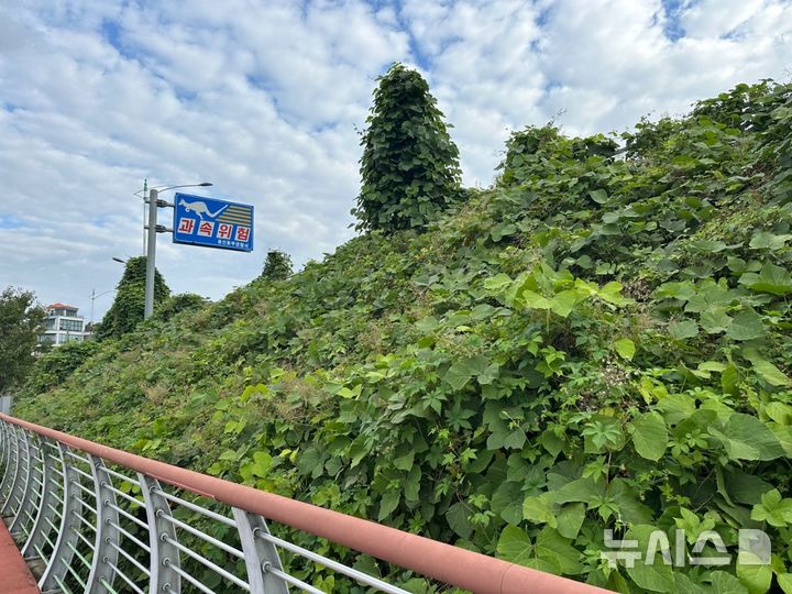 [용인=뉴시스] 기흥호수공원 산책로에 군집해 있는 생태계 교란 야생식물(가시박, 환삼덩굴). (사진=용인시 제공) 2024.11.20. photo@newsis.com