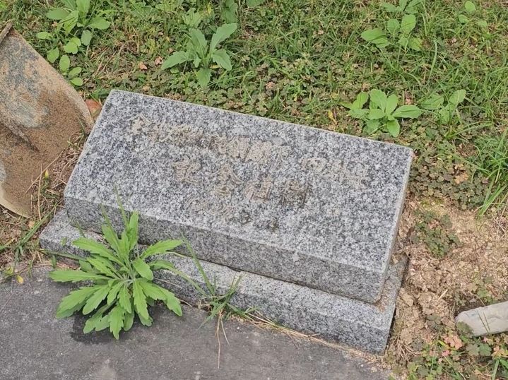 [부산=뉴시스] 15일 부산 해운대구청 정원에 설치돼 있던 전두환 전 대통령의 기념식수 표지석이 철거되고 있다. (사진=부산 해운대구 제공) 2024.11.20. photo@newsis.com *재판매 및 DB 금지