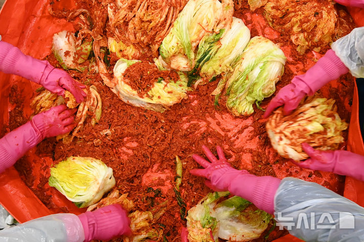 [수원=뉴시스] 김종택기자 = 경기 사랑의열매 자원봉사자들이 20일 경기도 수원시 권선구 풍미식품에서 열린 '따뜻한 겨울나기 김장봉사'에서 저소득층 이웃들에게 전달할 김치를 담그고 있다. 2024.11.20. jtk@newsis.com