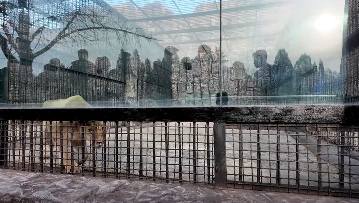 블라디미르 푸틴 러시아 대통령이 북한에 선물한 사자. (사진=러시아 천연자원부 공식 텔레그램 갈무리) 2024.11.21. *재판매 및 DB 금지 *재판매 및 DB 금지