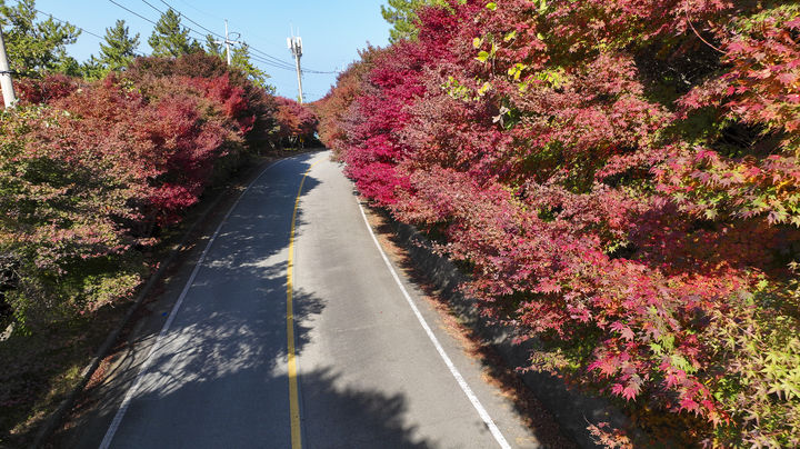 [광주=뉴시스] 국내에서 가장 늦게 단풍이 든다는 슬로시티 청산도에서 오는 29일부터 12월2일까지 4일간 단풍길축제를 개최한다. (사진=완도군 제공). 2024.11.26. photo@newsis.com *재판매 및 DB 금지