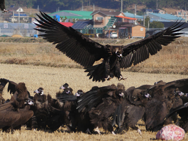 [고성(경남)=뉴시스] 신정철 기자= 경남 고성군 고성읍 일대에는 올해도 어김없이 몽골에서 날아온 독수리 수백마리가 청명한 고성 하늘을 날며 장관을 이루고 있다.사진은 몽골둥지에서 비행공부를 마친 어린 독수리 수십마리가 10월 초 고향 몽골을 떠나 3000km나 되는 멀고 먼 하늘길을 비행해 27일 경남 고성까지 날아와 먹이활동을 하고 있는 모습.(사진=고성군 제공).2024.11.27. photo@newsis.com *재판매 및 DB 금지