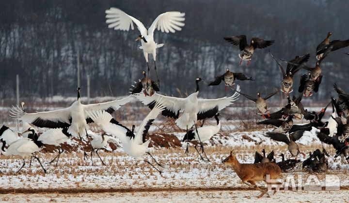 [김포=뉴시스] 재두루미. (사진=뉴시스 DB). photo@newsis.com 