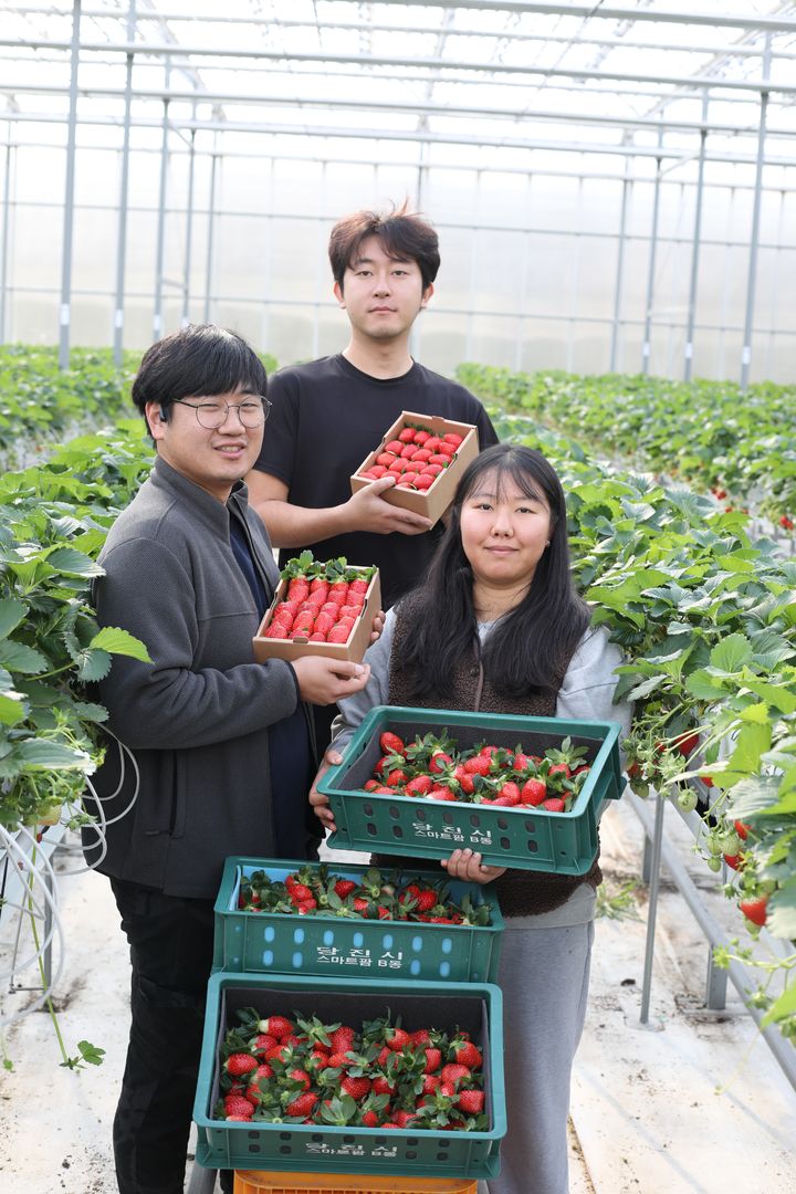 [당진=뉴시스] 지난 26일 당진청년창업농 임대형 스마트팜에서 딸기를 재배 중인 청년 농업인이 29일 출하할 소포장 된 딸기를 들고 기념 사진을 촬영하고 있다. (사진=당진시 제공) 2024.11.29. photo@newsis.com *재판매 및 DB 금지