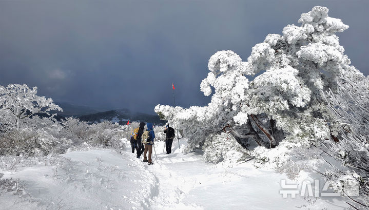 [제주=뉴시스] 임재영 기자 = 한라산국립공원 어리목탐방로를 오르는 탐방객들이 거대한 눈꽃으로 변한 소나무 경관에 매료됐다. 한라산이 설국으로 변하면서 탐방객들이 설경을 즐겼다. 2024.12.01. ijy788@newsis.com