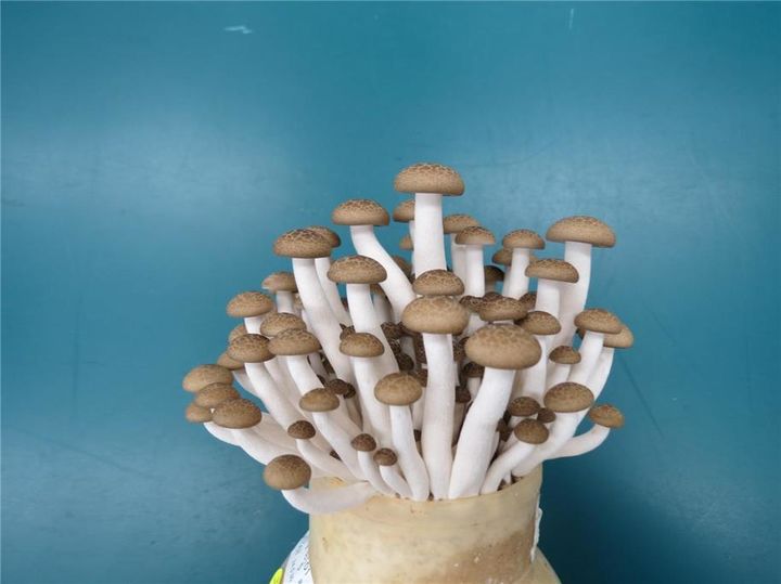 [진주=뉴시스]갈색 느티만가닥버섯 '햇살7호'.(사진=경남농업기술원 제공).2024.12.02.photo@newsis.com *재판매 및 DB 금지