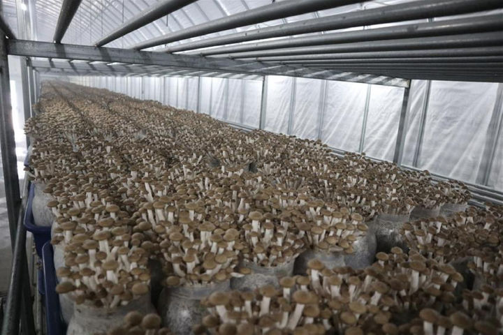 [진주=뉴시스]갈색 느티만가닥버섯 '햇살7호' 재배모습.(사진=경남농업기술원 제공).2024.12.02.photo@newsis.com *재판매 및 DB 금지