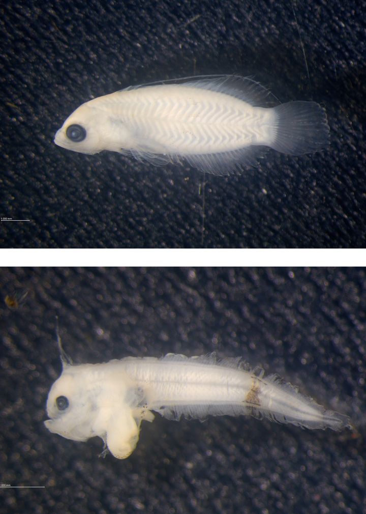 [부산=뉴시스] 우리나라 해역에서 처음으로 확인된 어린 물고기 농어목 Pseudogramma polyacantha(위), 보섭서대속 Symphurus leucochilus(아래) (사진=국립수산과학원 제공) 2024.12.02. photo@newsis.com *재판매 및 DB 금지