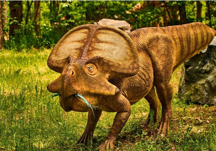 덩치가 커지고 두꺼운 껍질이 생긴 뿔 공룡. 생존 위협이 줄어들면서 청각과 후각, 뇌기능 등이 모두 퇴화했다.(사진 SCMP) 2024.12.02.&nbsp; *재판매 및 DB 금지