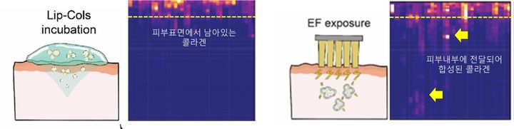 피부에 도포된 저분자 콜라겐전달체가 피부내부로 흡수되어 콜라겐으로 합성된 피부 단면의 현미경 결과 (사진=서강대 제공) *재판매 및 DB 금지