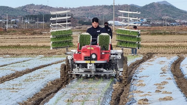 밭농업 기계화 시연. (사진=전남도 제공) *재판매 및 DB 금지