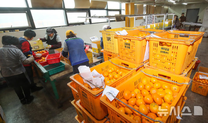 [제주=뉴시스] 제주시 도남동 제주감귤농협 제8유통센터에서 관계자들이 감귤 선과작업을 하고 있다. (사진=뉴시스 DB). photo@newsis.com 