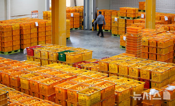 [제주=뉴시스] 우장호 기자 = 제주시 도남동 제주감귤농협 제8유통센터에서 관계자들이 감귤 선과작업을 하고 있다. (사진=뉴시스DB) woo1223@newsis.com