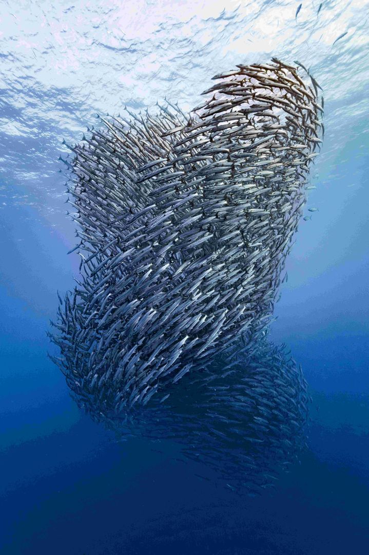 [서울=뉴시스]제11회 수중사진공모전에서 대상을 수상한 민경호 작가의 '바닷속 은빛 태풍'. (사진=LS일렉트릭 제공) photo@newsis.com *재판매 및 DB 금지