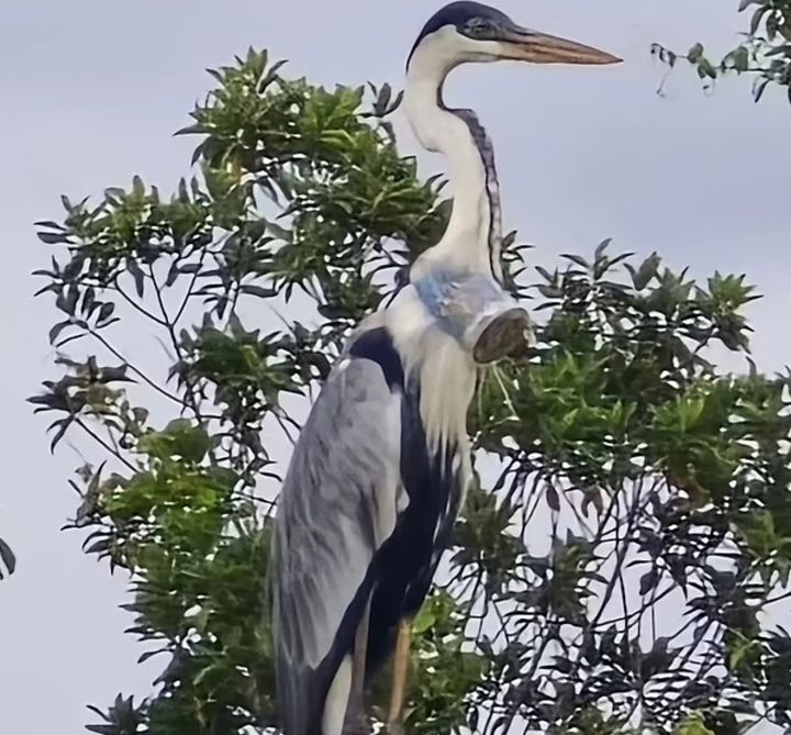 [서울=뉴시스]플라스틱 컵이 목에 걸린 왜가리의 모습이 공개돼 안타까움을 샀다.(사진=데일리메일) *재판매 및 DB 금지