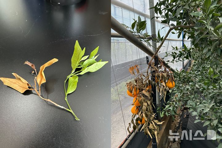 [세종=뉴시스]좌측은 저온피해 본 만감류 새순이 고사한 모습. 우측은 저온 피해를 본 한라봉의 모습.(사진=농진청 제공)