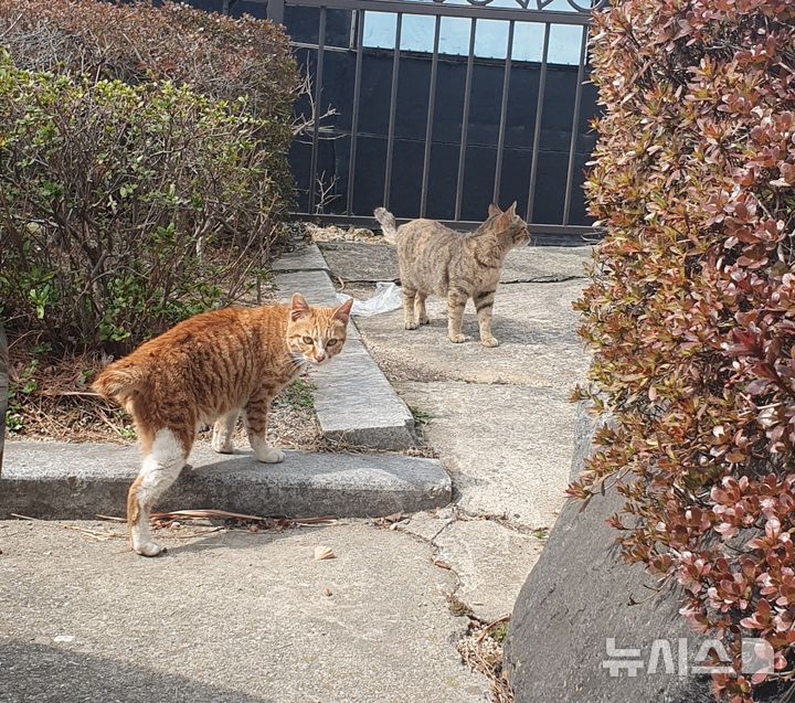청주시, 길고양이 1000마리 중성화…하반기 8월 접수