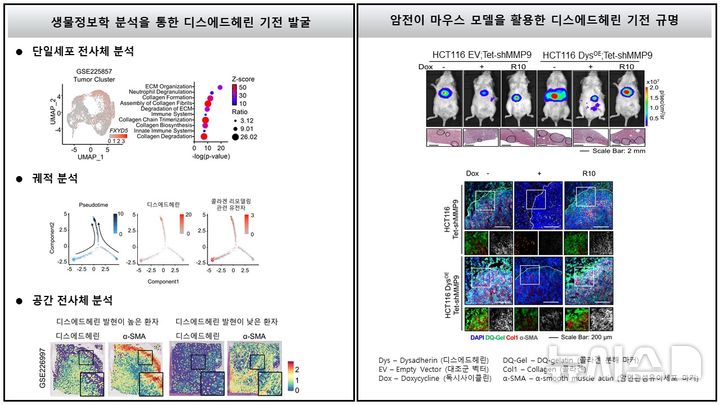 [광주=뉴시스]‘디스에드헤린에 의한 콜라겐의 리모델링 기전 규명