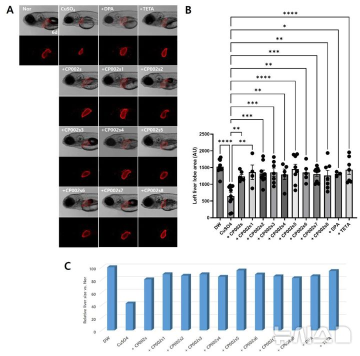 [서울=뉴시스] 과잉 구리에 의한 간 발달 감소 및 펩타이드에 의한 회복 효과 확인. (A-제브라피쉬 실험동물에서 정상군 및 약물처리군에서 간의 표현형/B-간 크기 변화에 대한 그룹별 정량 분석/C-정상군과 비교해 약물처리군에서 간 크기 변화에 따른 회복율) 
