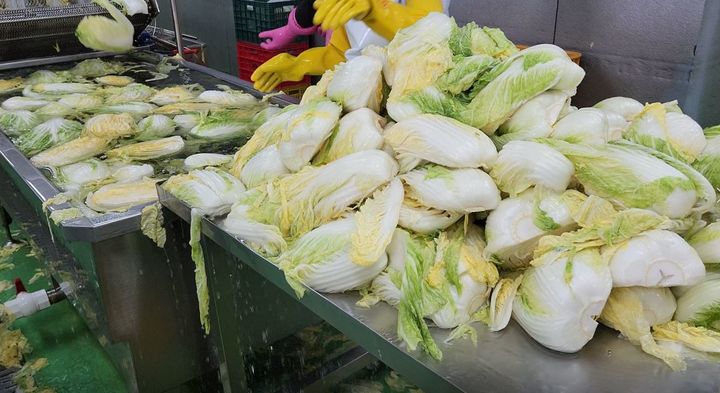 [전주=뉴시스] 국립농산물품질관리원(농관원)은 지난 10월 27일부터 이달 5일까지 배추김치 및 김장 양념류 중심으로 원산지 표시 일제점검을 실시한 결과 위반업체 142개소를 적발했다고 11일 밝혔다. 사진은 농관원 전북지원이 지난해 진행한 배추김지 원산지 단속 모습. (사진=농관원 전북지원 제공) 2024.12.11. photo@newsis.com *재판매 및 DB 금지