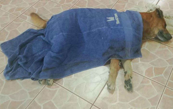 [서울=뉴시스] 세상을 떠난 주인을 따라 눈을 감은 반려견의 사연이 알려져 많은 이들의 가슴을 먹먹하게 했다. (사진=카오소드 뉴스) *재판매 및 DB 금지