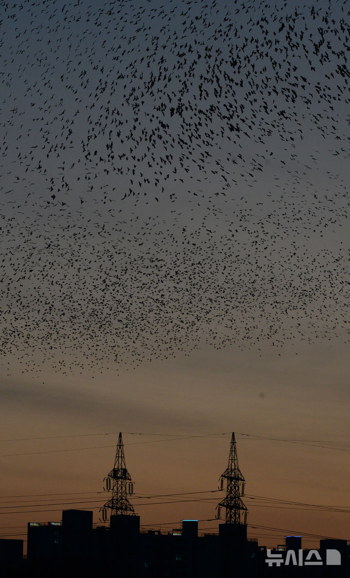 대한민국 최고 도시라는 곳인데…까마귀 때문에 불안해서야